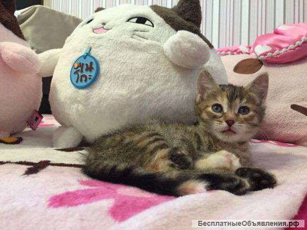 Котенка
