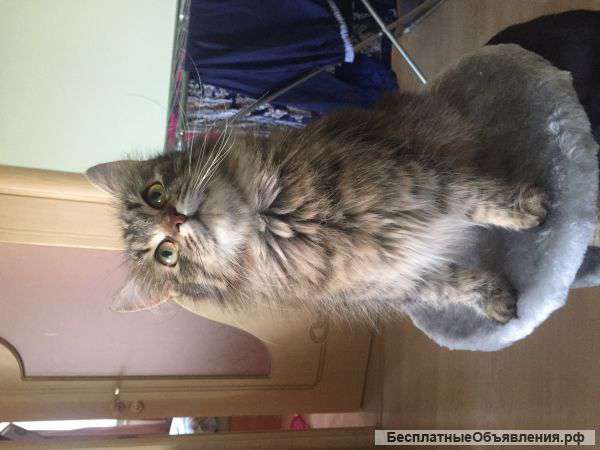 Отдаём котят Сибирской кошки