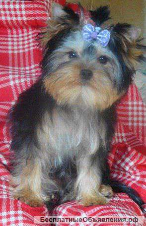 Очень красивые щенки Йорка