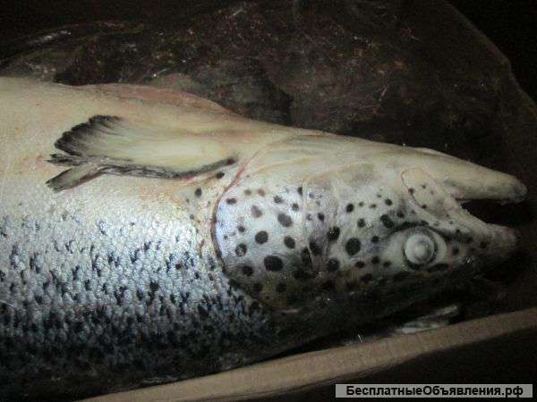 Рыба свежемороженая