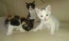 Отдам Котят в Хорошие руки. Девочка и Мальчик Мальчик Белый Кушают все к лотку приучены