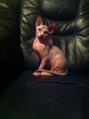 Котята канадского сфинкса