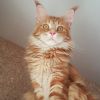 Котята проды мейн кун. питомник.