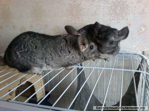 Шиншиллы