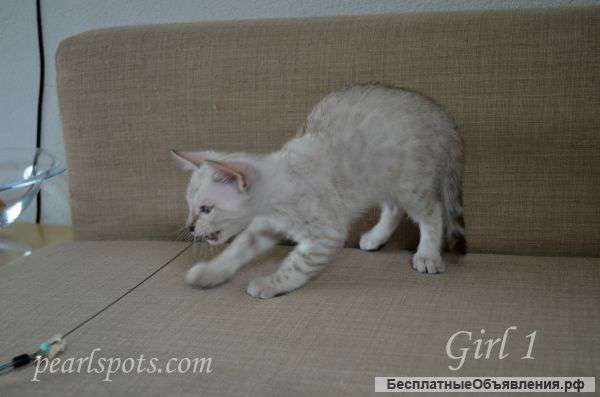 Бенгальские котята от питомника PearlSpots