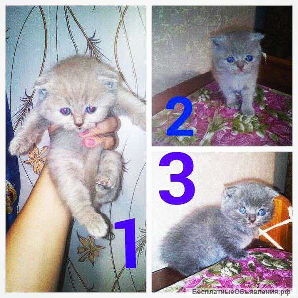 Плюшевые котята