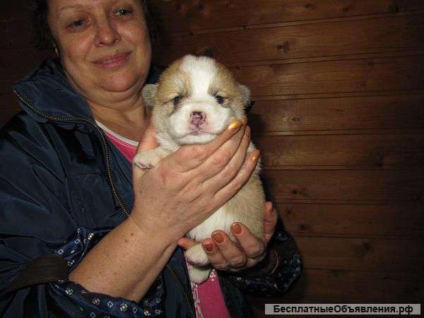 Щенки вельш-корги-пемброка. Мальчики