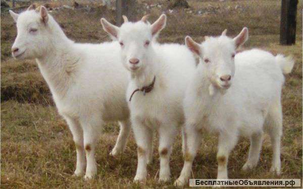 Молодняк коз