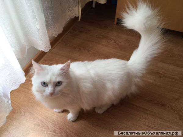 Котика в дар