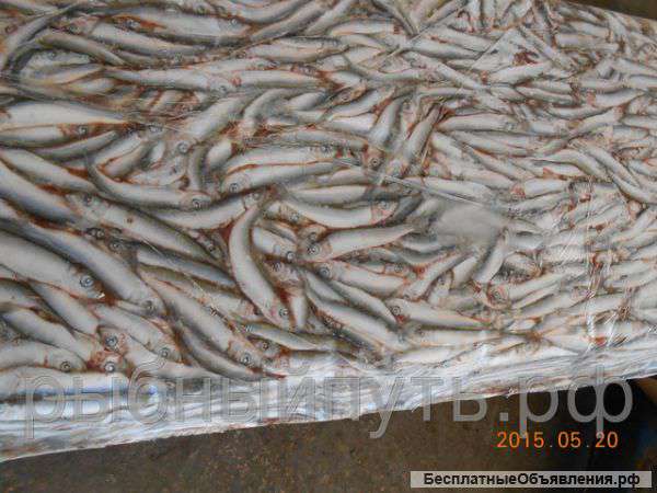 Килька свежемороженая сортированная СРТМ-к оптом в Крыму