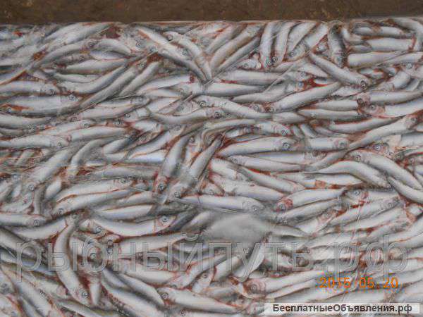 Килька свежемороженая сортированная СРТМ-к оптом в Крыму