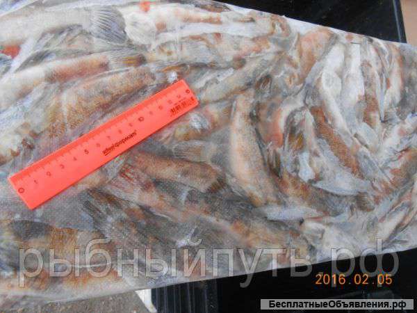 Килька свежемороженая сортированная СРТМ-к оптом в Крыму