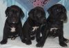 Щенки кане-корсо черного и тигрового окраса