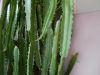 Роскошный высокий комнатный куст молочая