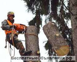 Профессиональная обрезка деревьев