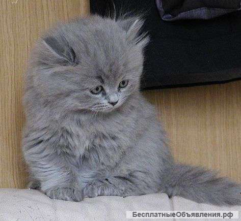 Милаша голубого окраса, возраст 2мес