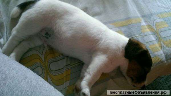 Щенок