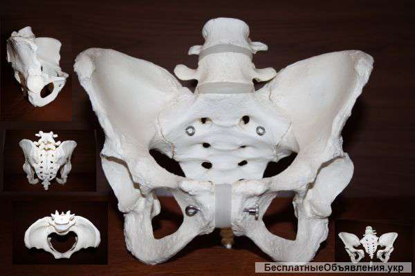 Анатомическую модель скелета человека- женский таз