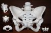 Анатомическую модель скелета человека- женский таз