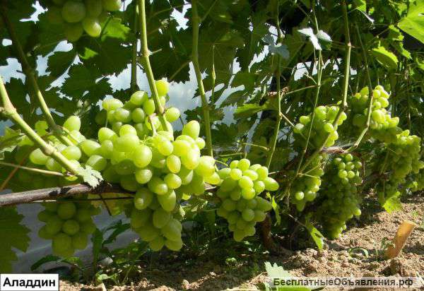 Саженцы морозоустойчивого винограда