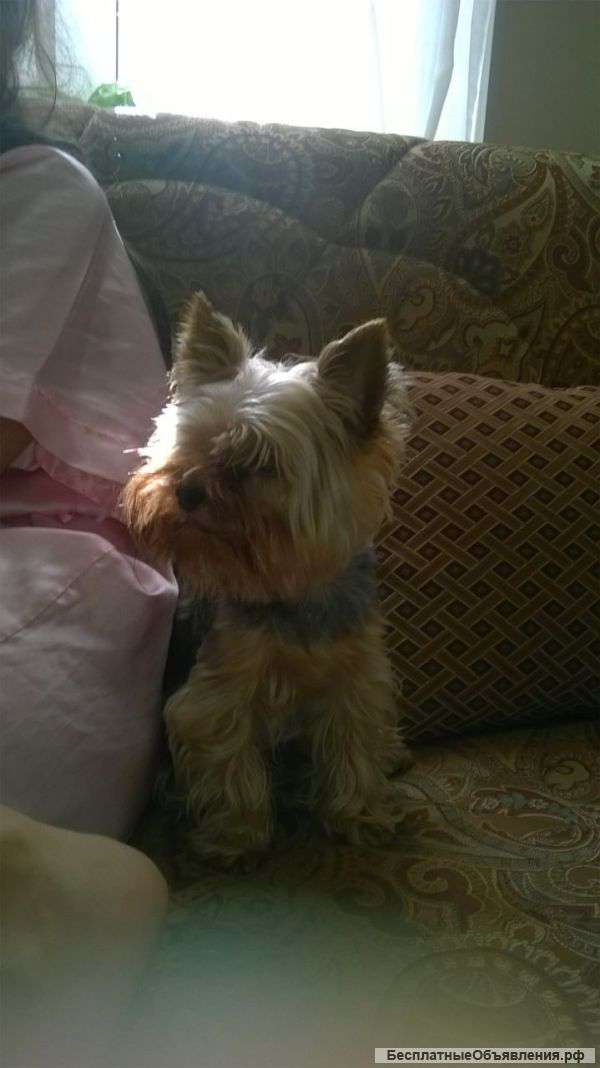 Пропал кобель йоркширского терьера