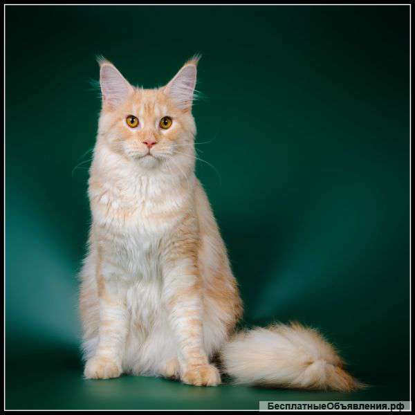 Взрослая кошка в разведение