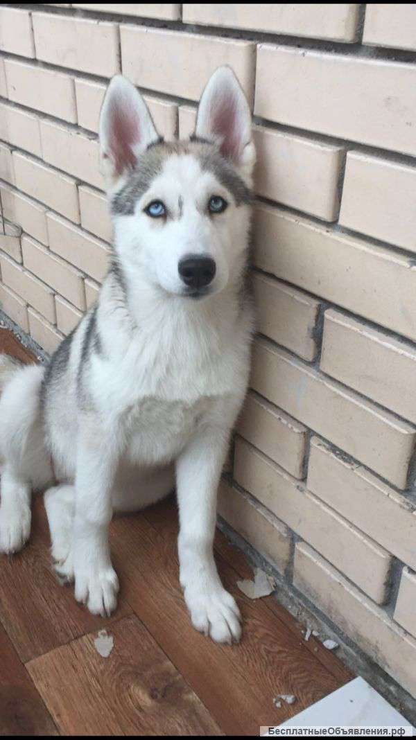 Девочки ркф