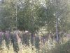 Зем. участка Лен. обл. Кингисеппский р-н, д. Тикопись СНТ "Фосфорит"