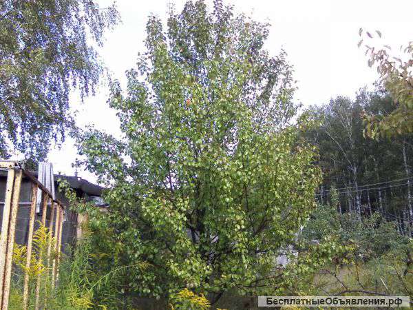 Участок 9 соток в "Ягодном" Богородский район