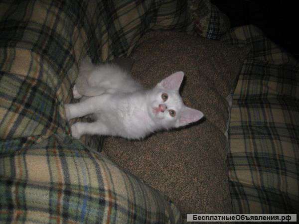 Отдам в добрые руки