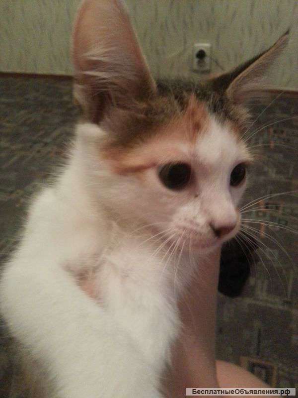 Кошечка