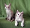 Очаровательные мейн кун котята