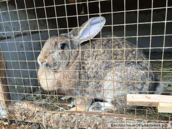 Кролики мясных порд
