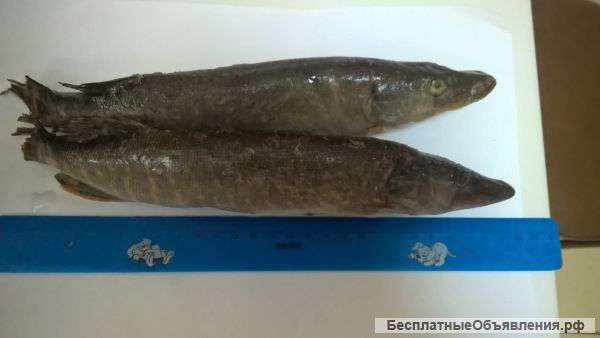 Щука Северная мороженая опт