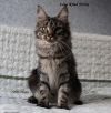 Кошечка мейн-кун дикого окраса