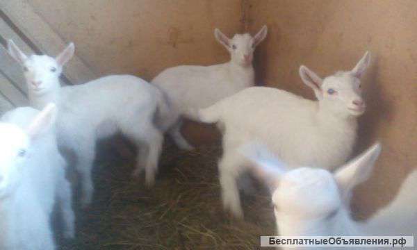 Козлята зааненские
