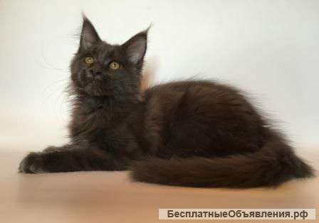 МЕЙН КУН котики, готовы к перееезду