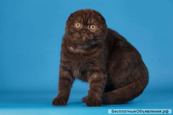 Скоттиш фолд