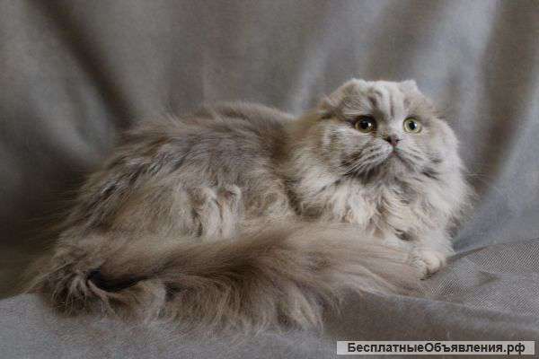 Вязка, Хайленд-фолд, мальчик, 1 год