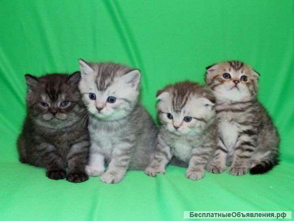 Шотландские вислоухие котята ArtsFamily помёт П
