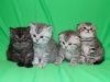 Шотландские вислоухие котята ArtsFamily помёт П