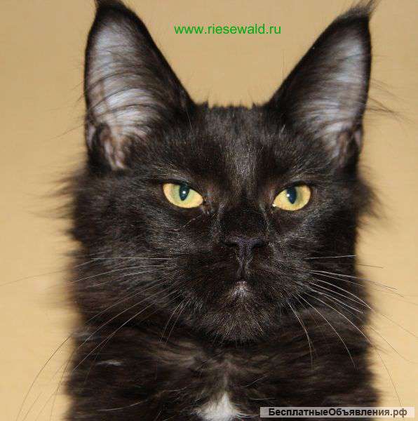 Котят Мейн кун