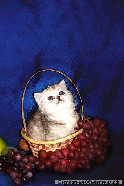 Чудесные шотландские котята