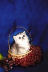 Чудесные шотландские котята
