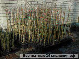 Саженцы из семейного питомника