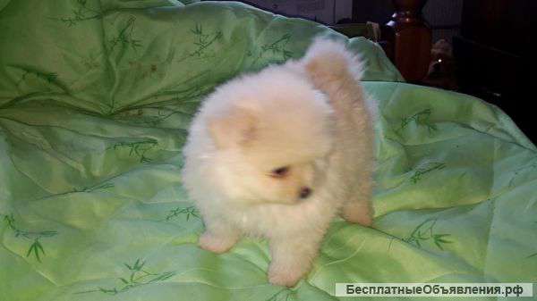 Девица красавица шпиц