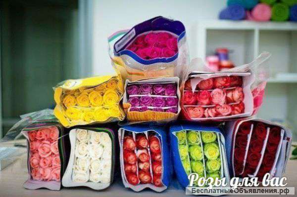 Розы в зеленограде