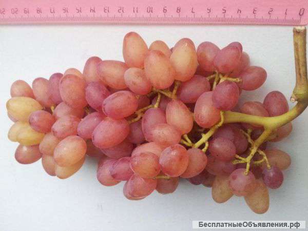 Саженцы элитных сортов винограда