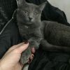 Ищем любящего хозяина нежная,ласковая кошка