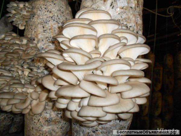 Сезон сажать грибы